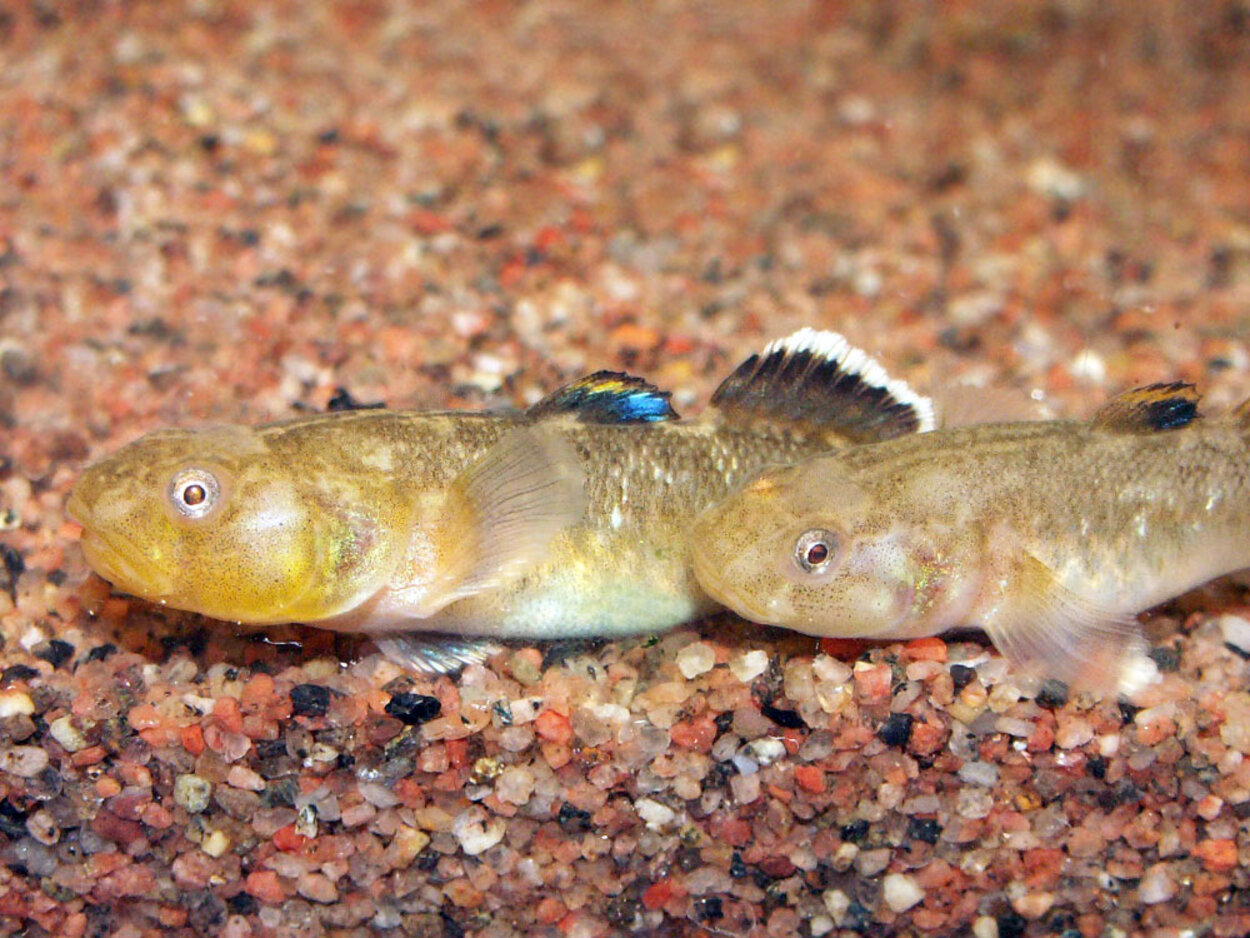 Chlamydogobius eremius