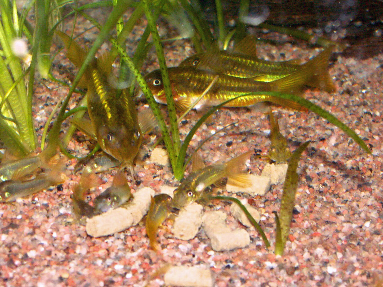 Corydoras sp. cf. aeneus "peru green stripe"