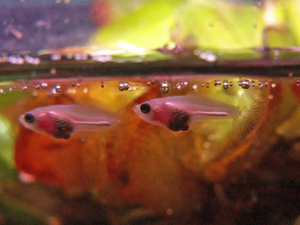 Betta splendens