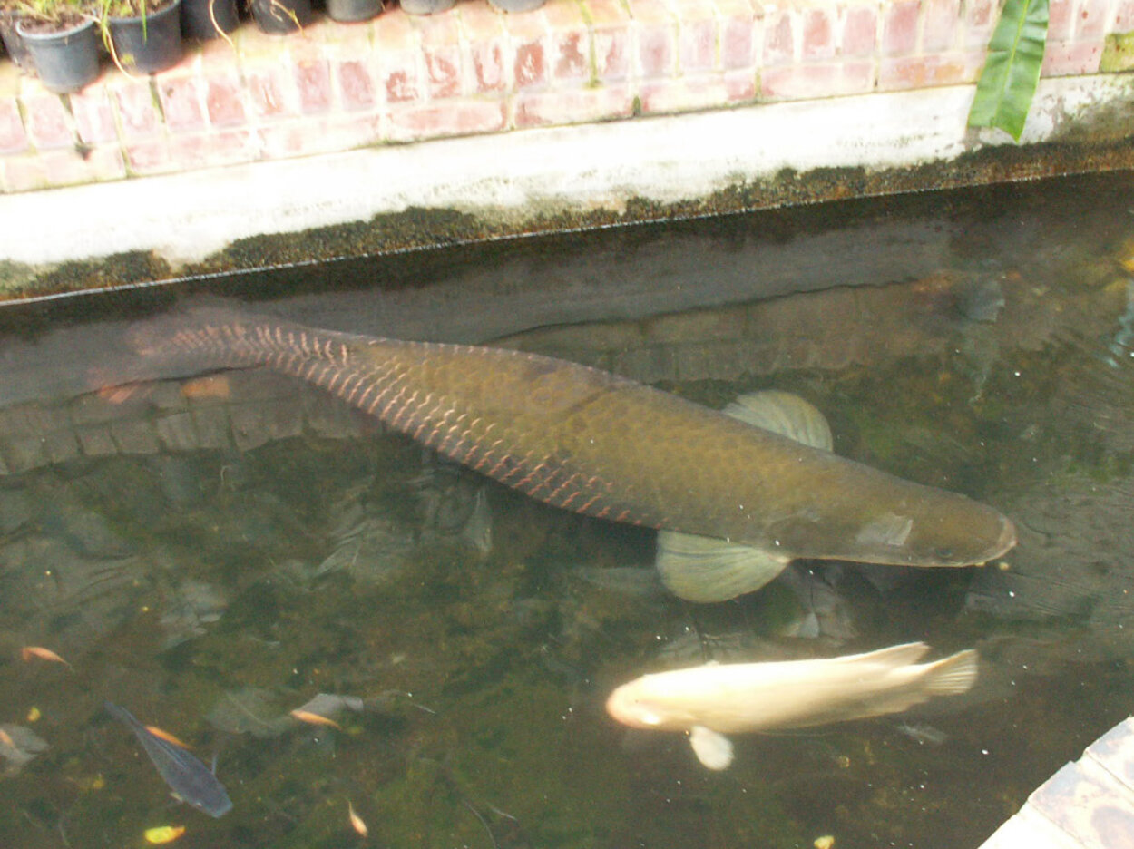 Arapaima gigas