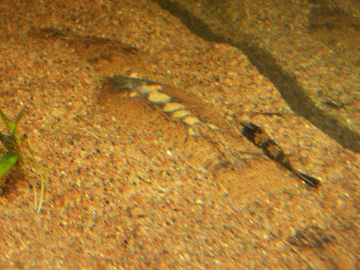 Pseudohemiodon laticeps