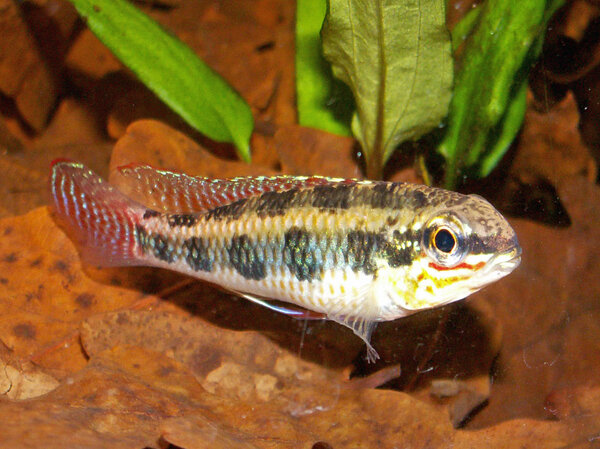 Dicrossus maculatus