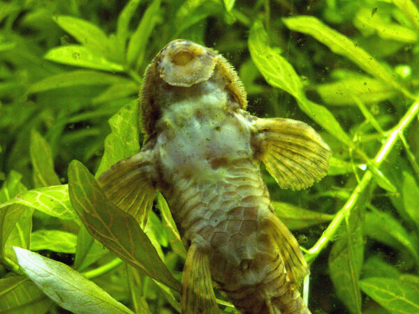 Hemiloricaria parva