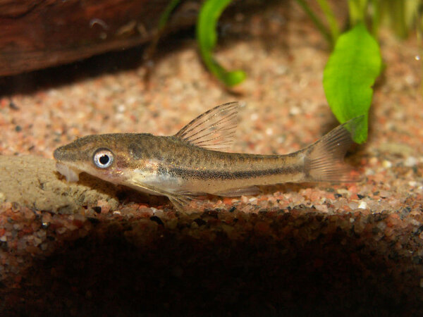 Otocinclus