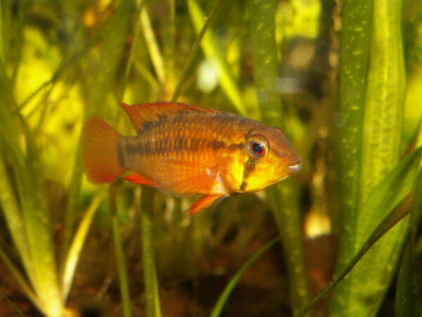 Apistogramma viejita