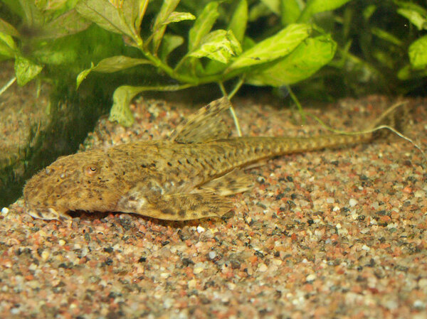 Hemiloricaria parva