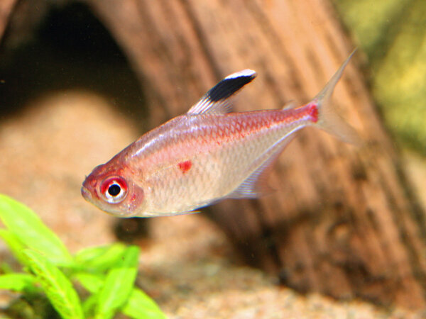 Hyphessobrycon pyrrhonotus