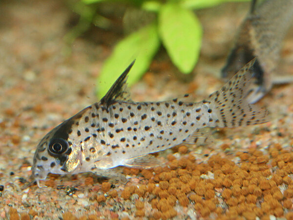 Corydoras melanistius