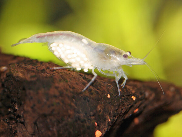 Neocaridina cf. zhangiiajiensis var. "white"