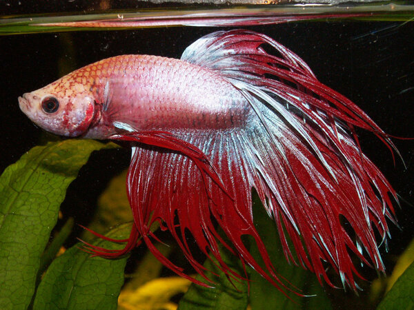 Betta spendens