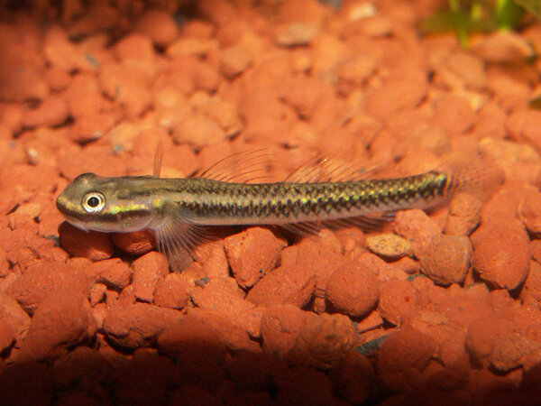 Stiphodon elegans