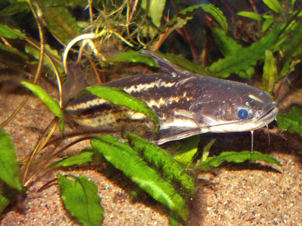 Trachelyopterichthys taeniatus