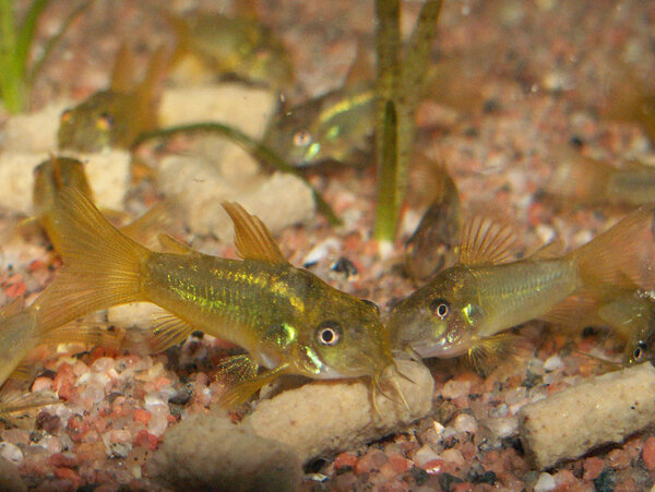 Corydoras sp. cf. aeneus "peru green stripe"