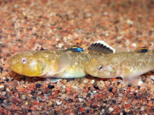 Chlamydogobius eremius