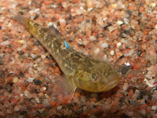 Chlamydogobius eremius