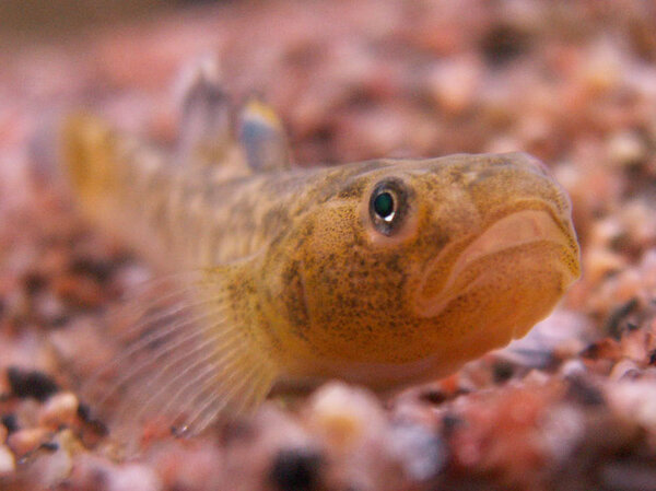 Chlamydogobius eremius