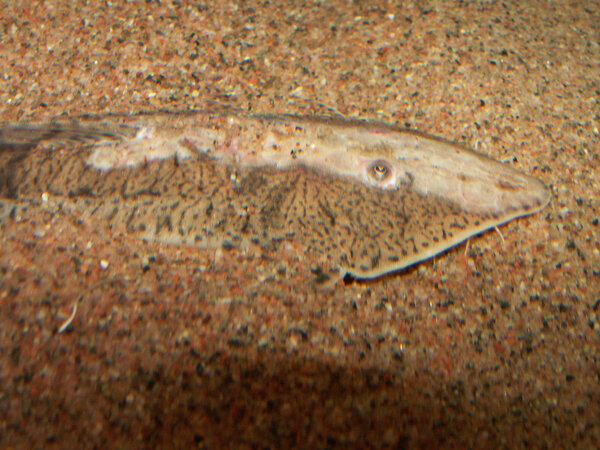 Pseudohemiodon laticeps