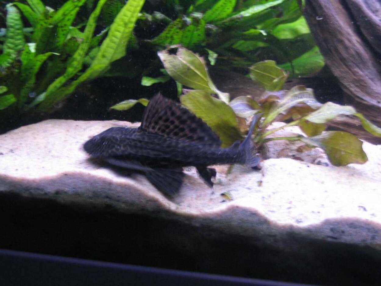 Pleco