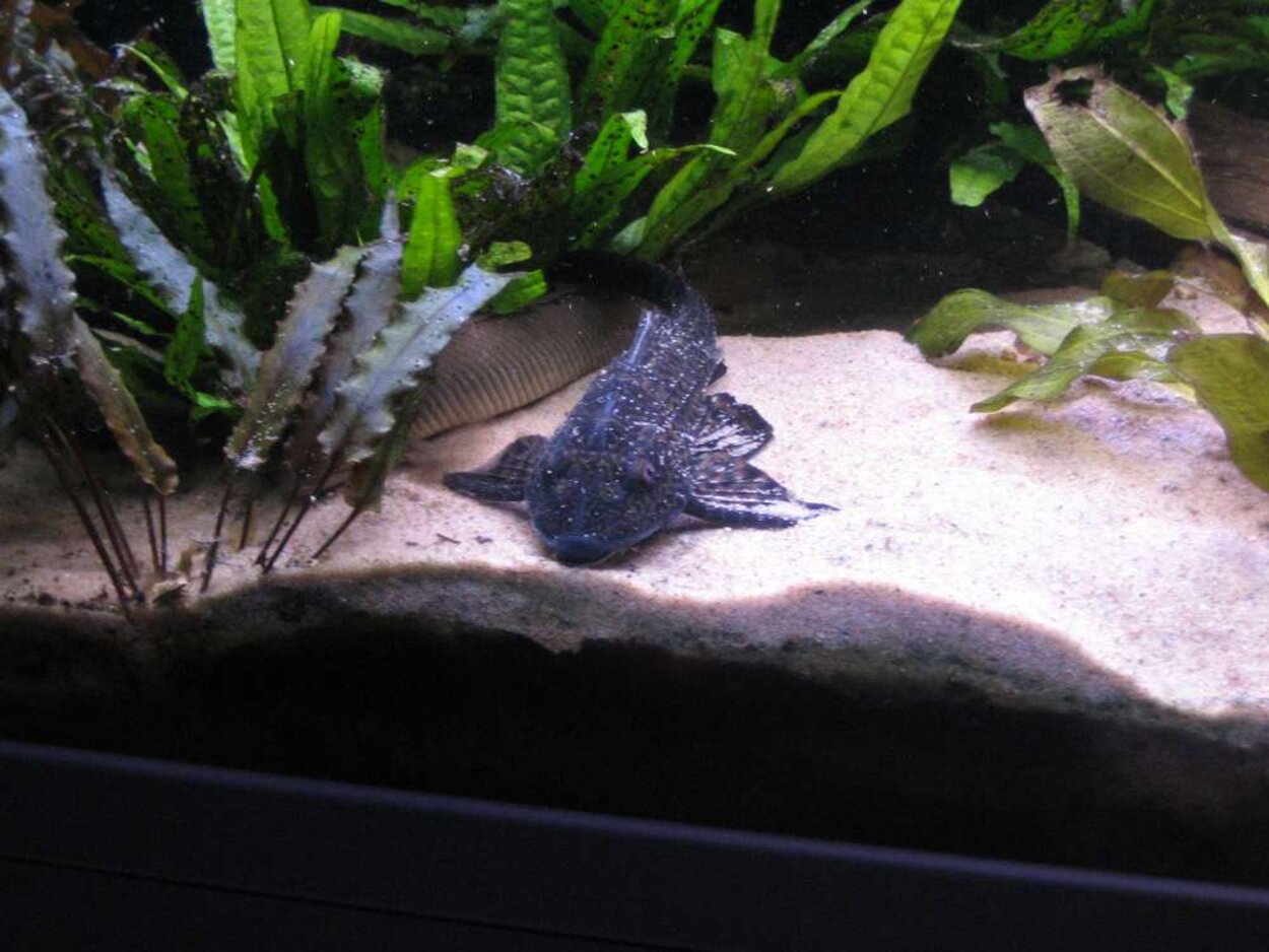 Pleco