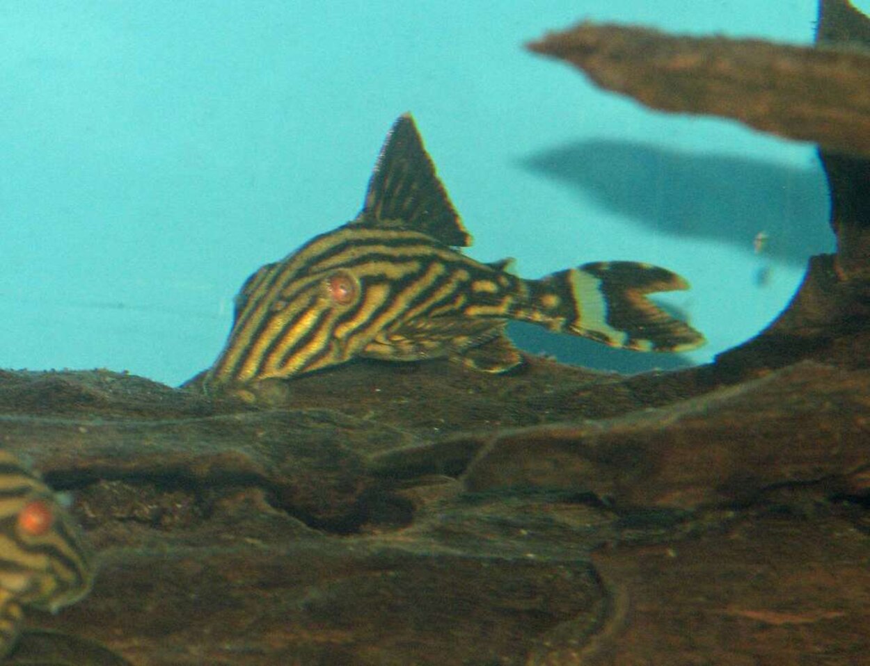 L-330 Spotted Royal Pleco