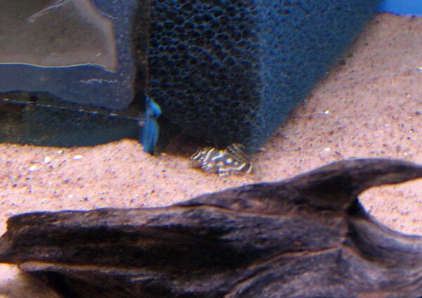 L-340 Mega Clown Pleco