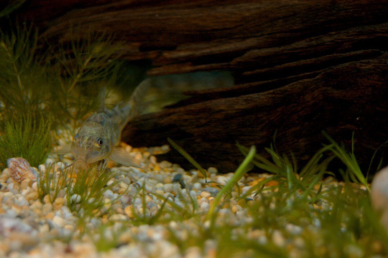 Corydoras paleatus