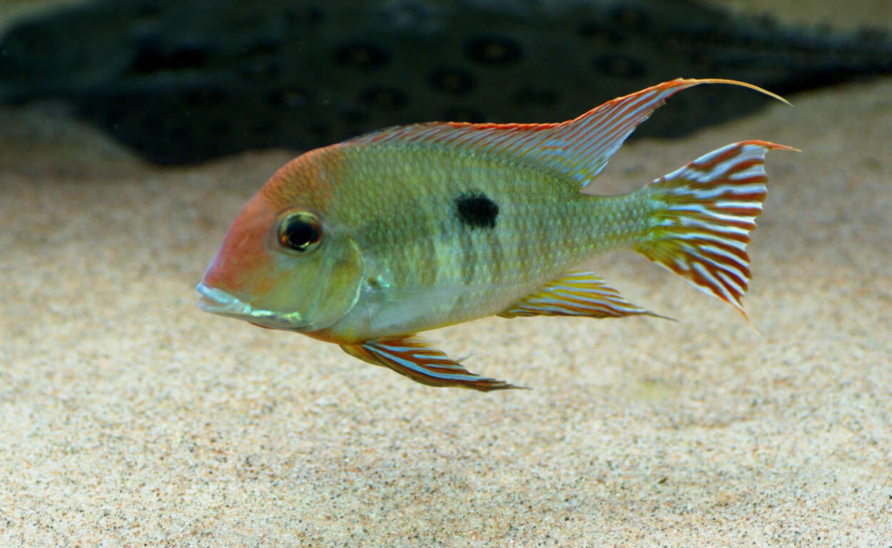 Geophagus sp "Orange head Tapajos