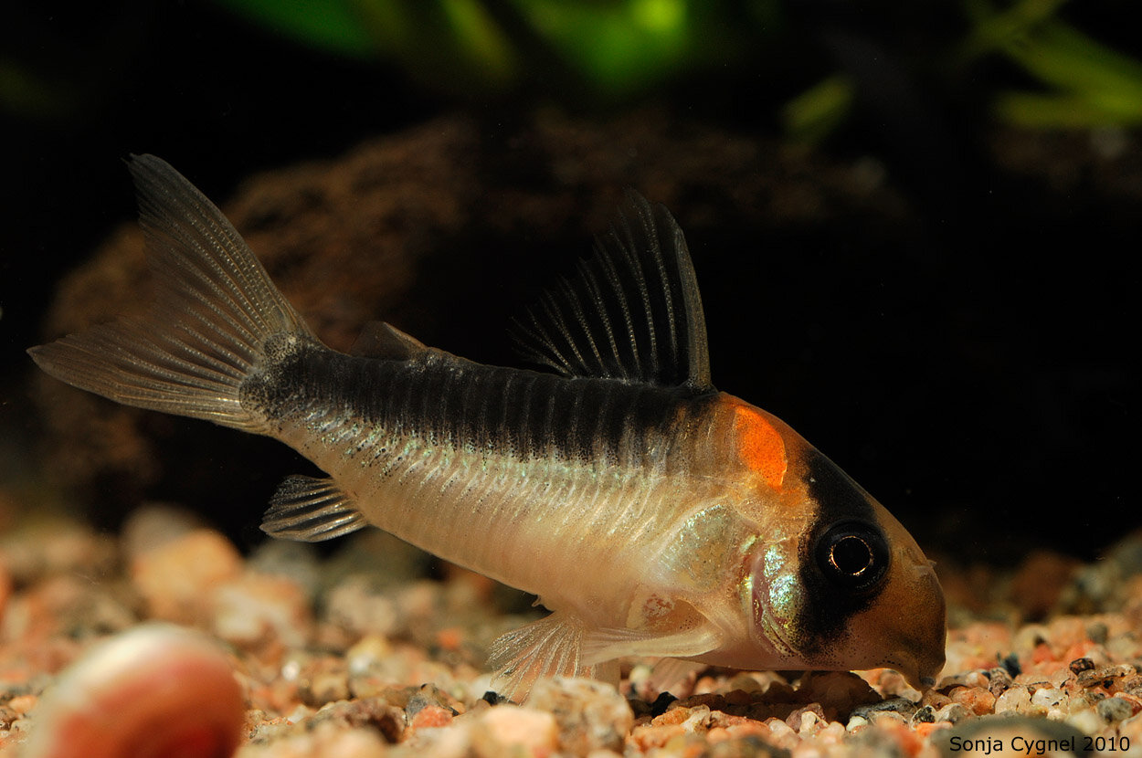 Corydoras duplicareus, hane