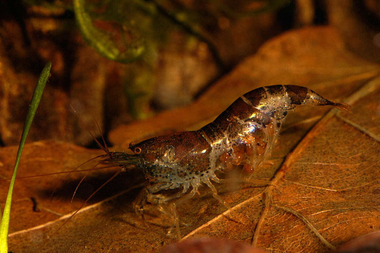 Felfärgad humla