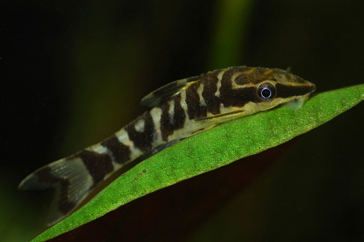 Otocinclus cocama