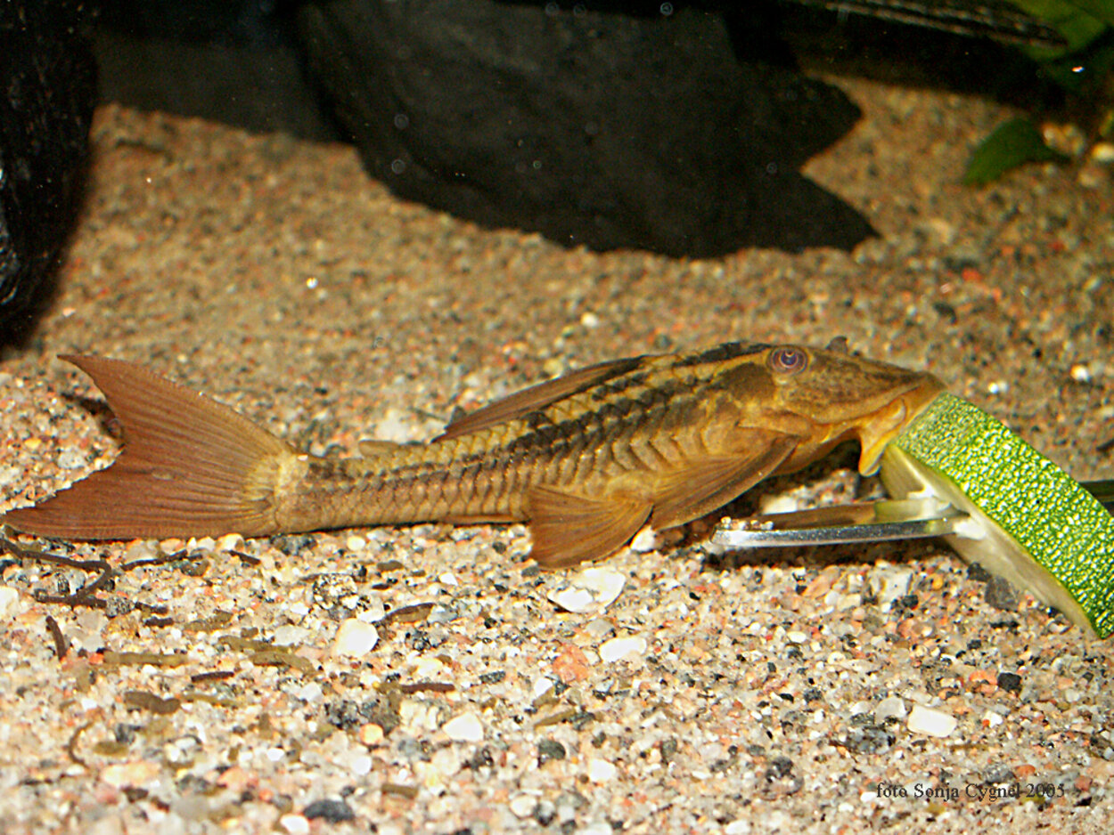 Violet pleco