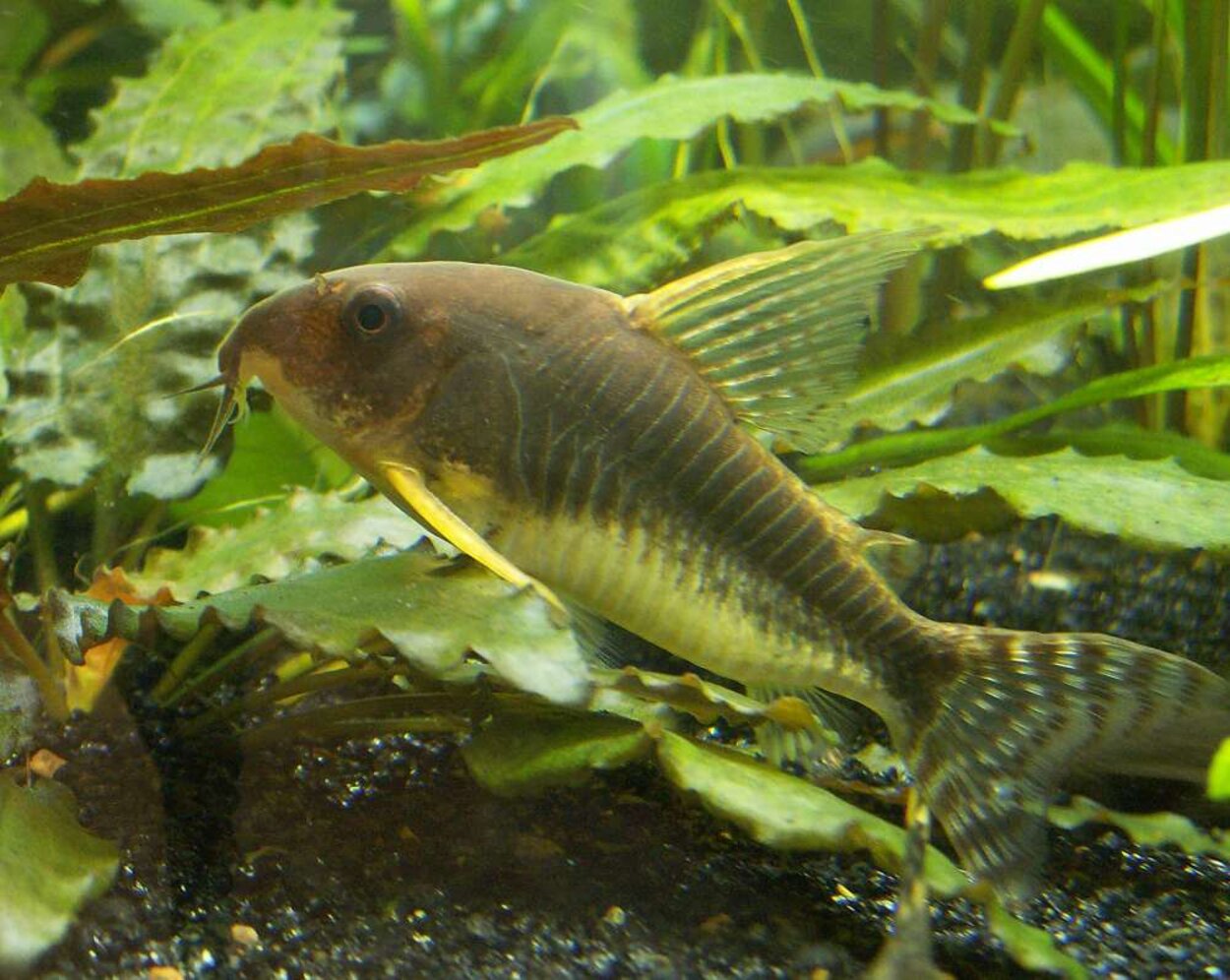 Corydoras gossei VF