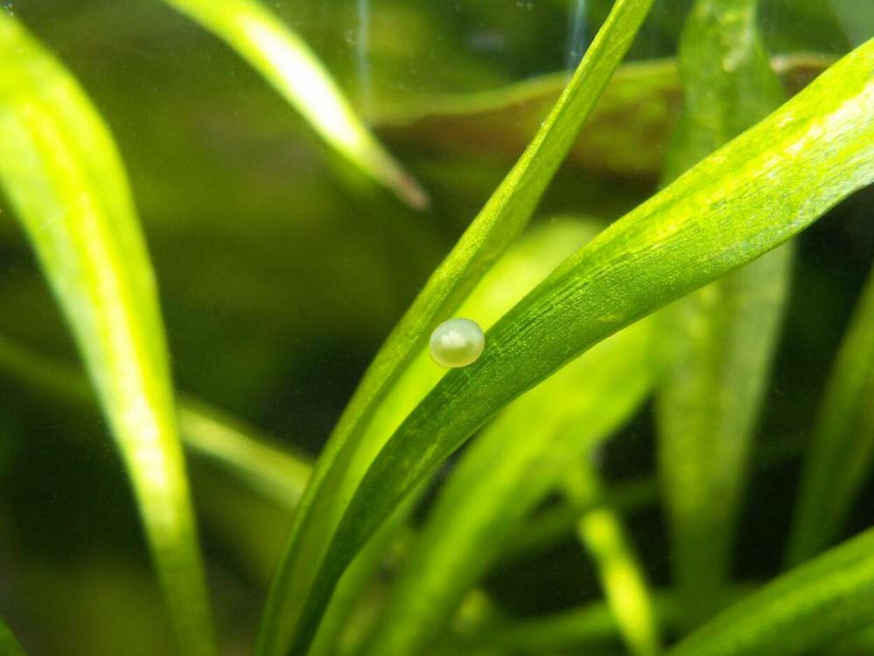 Corydorasrom