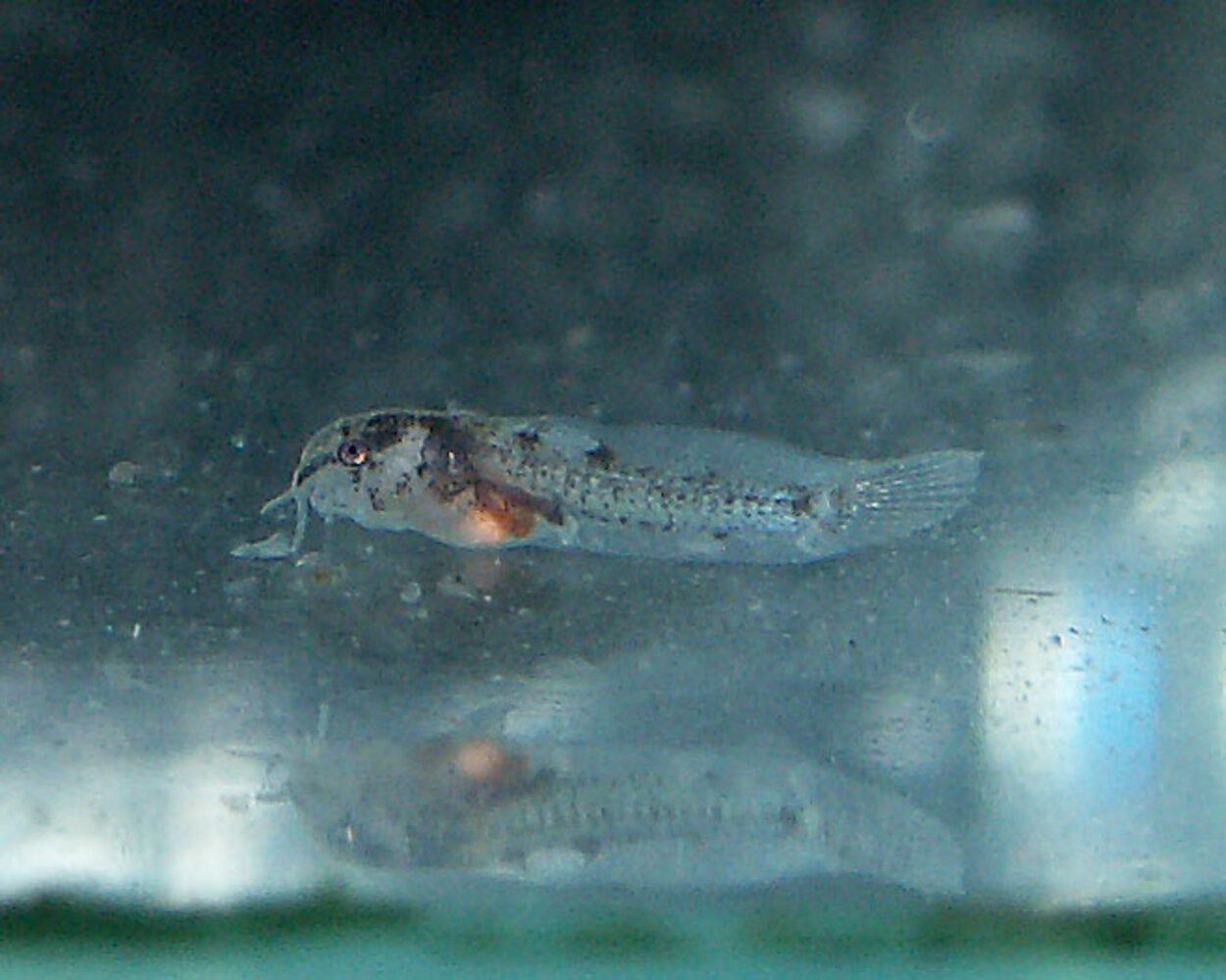 Corydoras sterbai 6 dygn gammal.