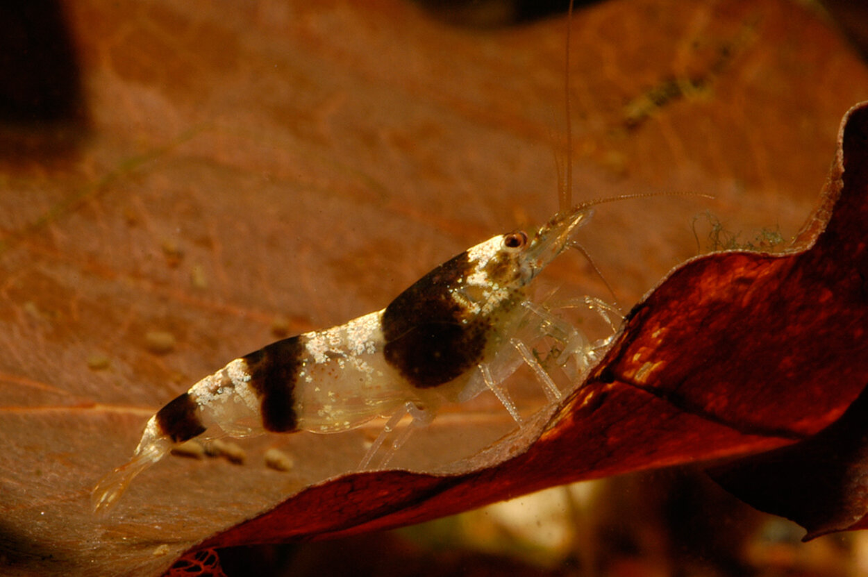 Caridina cf. "Breviata"