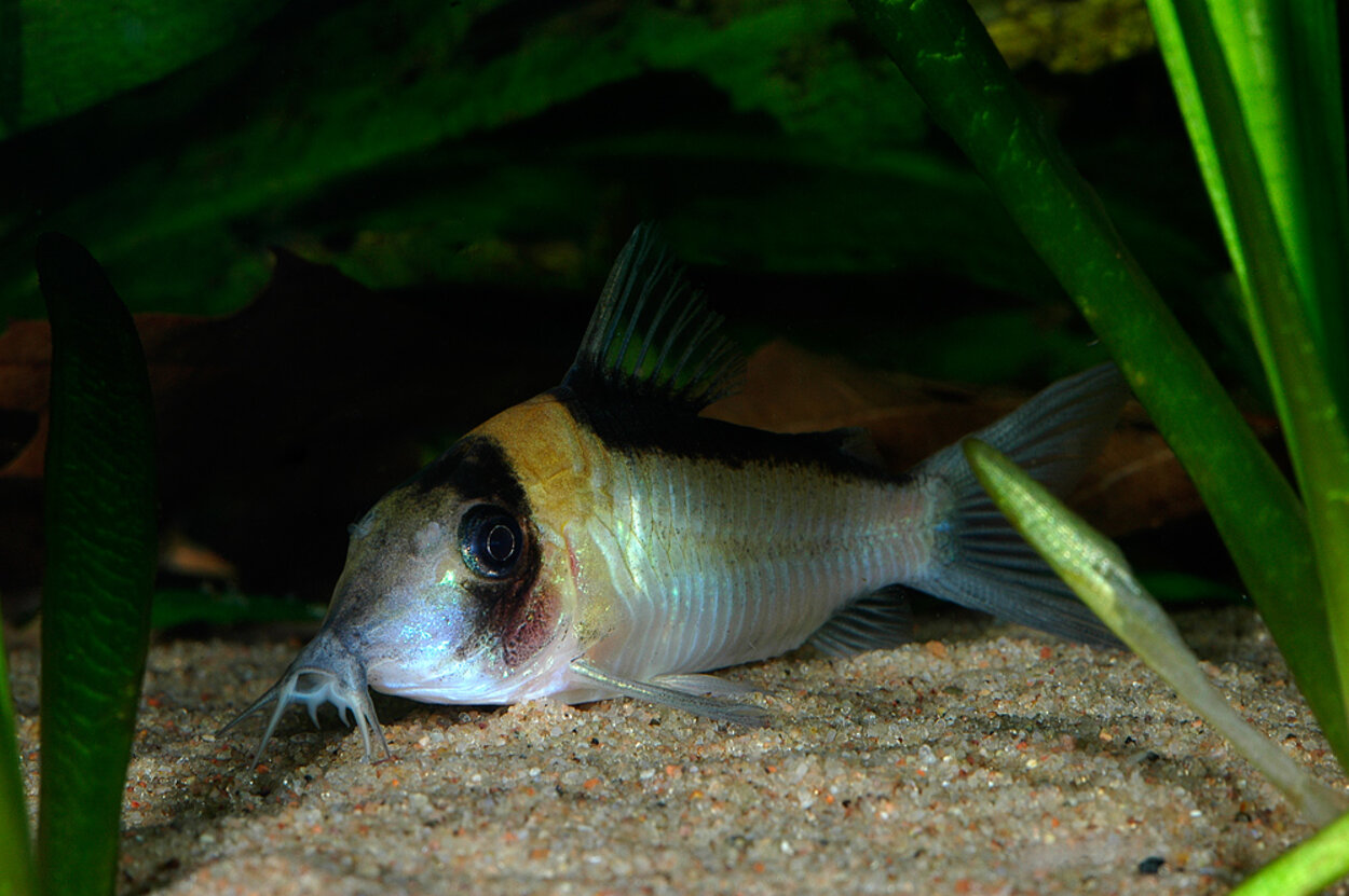 Corydoras imitator VF