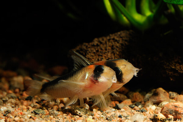 Corydoras duplicareus, hanar som kaxar 1