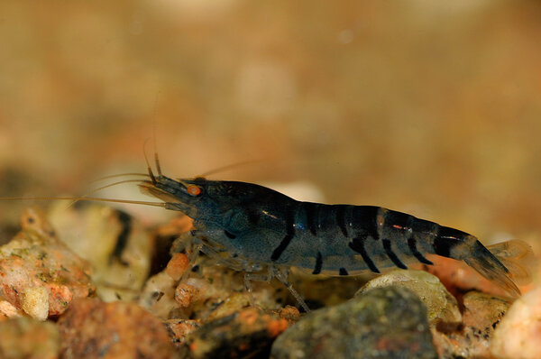 Deep blue tigershrimp