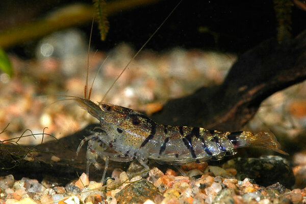 Caridina sp. 'tiger'