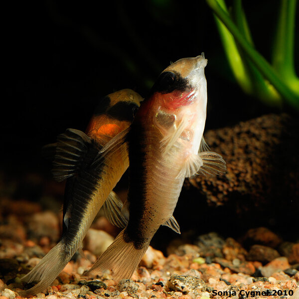 Corydoras duplicareus, hanar som kaxar 2