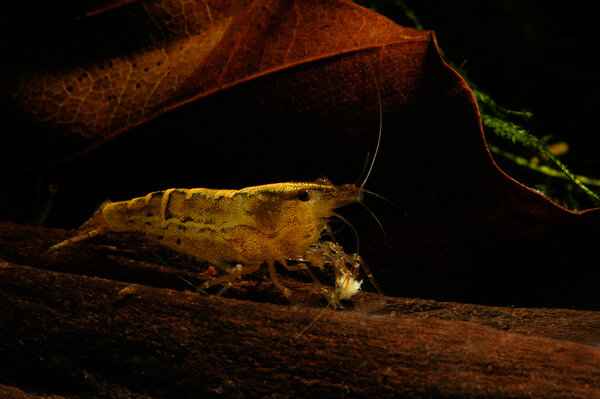 Caridina spec. Burma