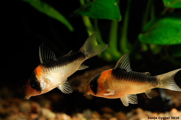 Corydoras duplicareus, hanar som kaxar 3