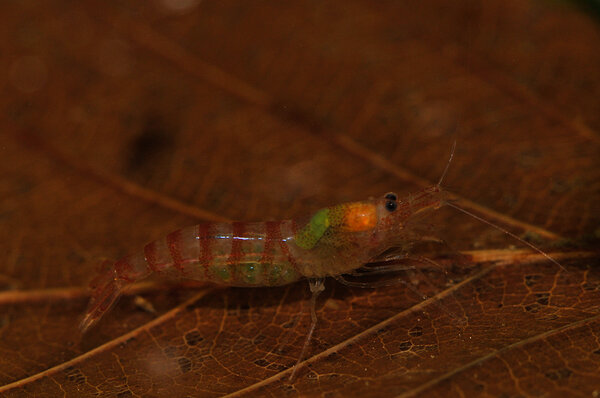 Purple zebra shrimp med rom