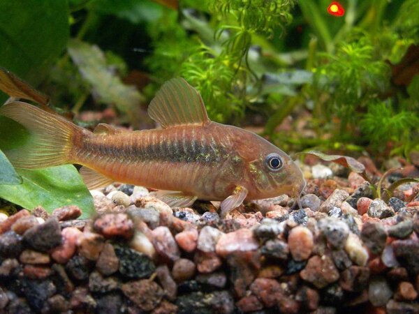 Corydoras aeneushane