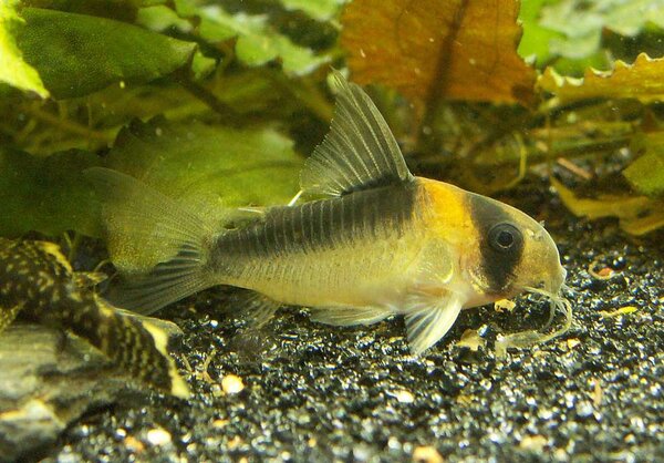 Corydoras duplicareus