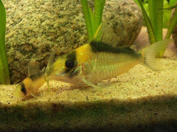 Corydoras imitator VF