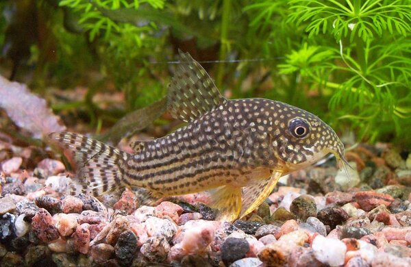 Corydoras sterbaihane