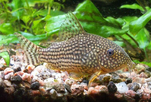 Corydoras sterbaihona