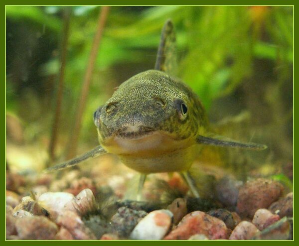 Otocinclus flexilis