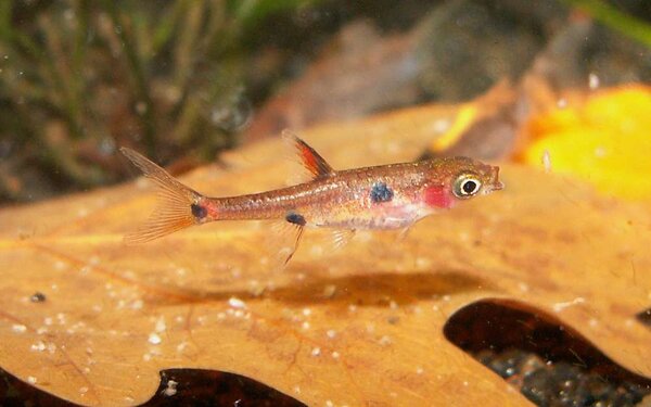 Boraras maculatus äter cyklops.